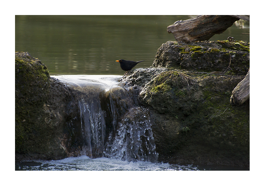 diese Amsel