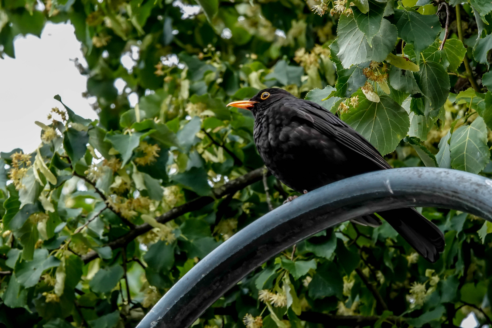 Diese Amsel ...