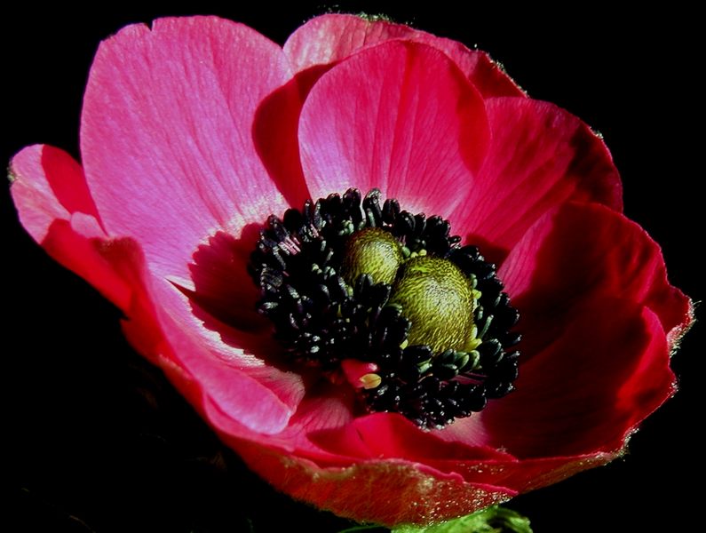 Diese Anemone ...