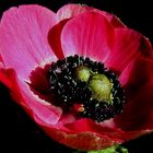 Diese Anemone ...