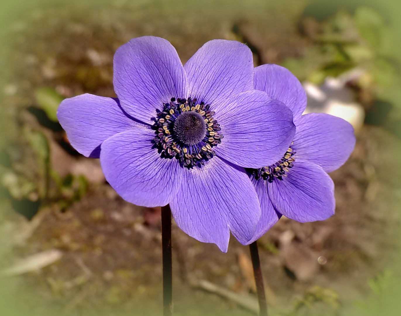 Diese Anemonen . . .