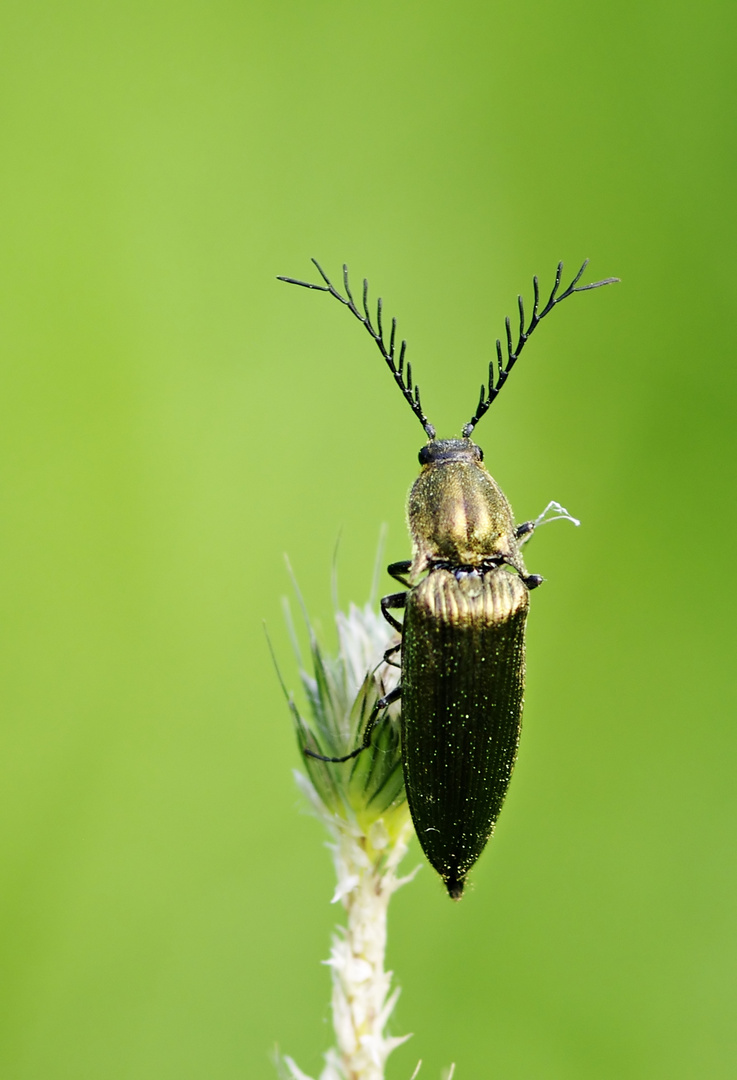 Diese Antennen... - ein Schnellkäfer  