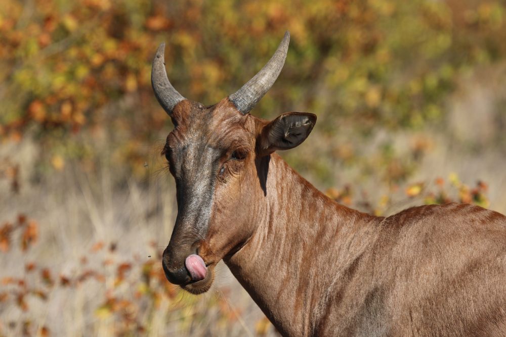 Diese Antilope