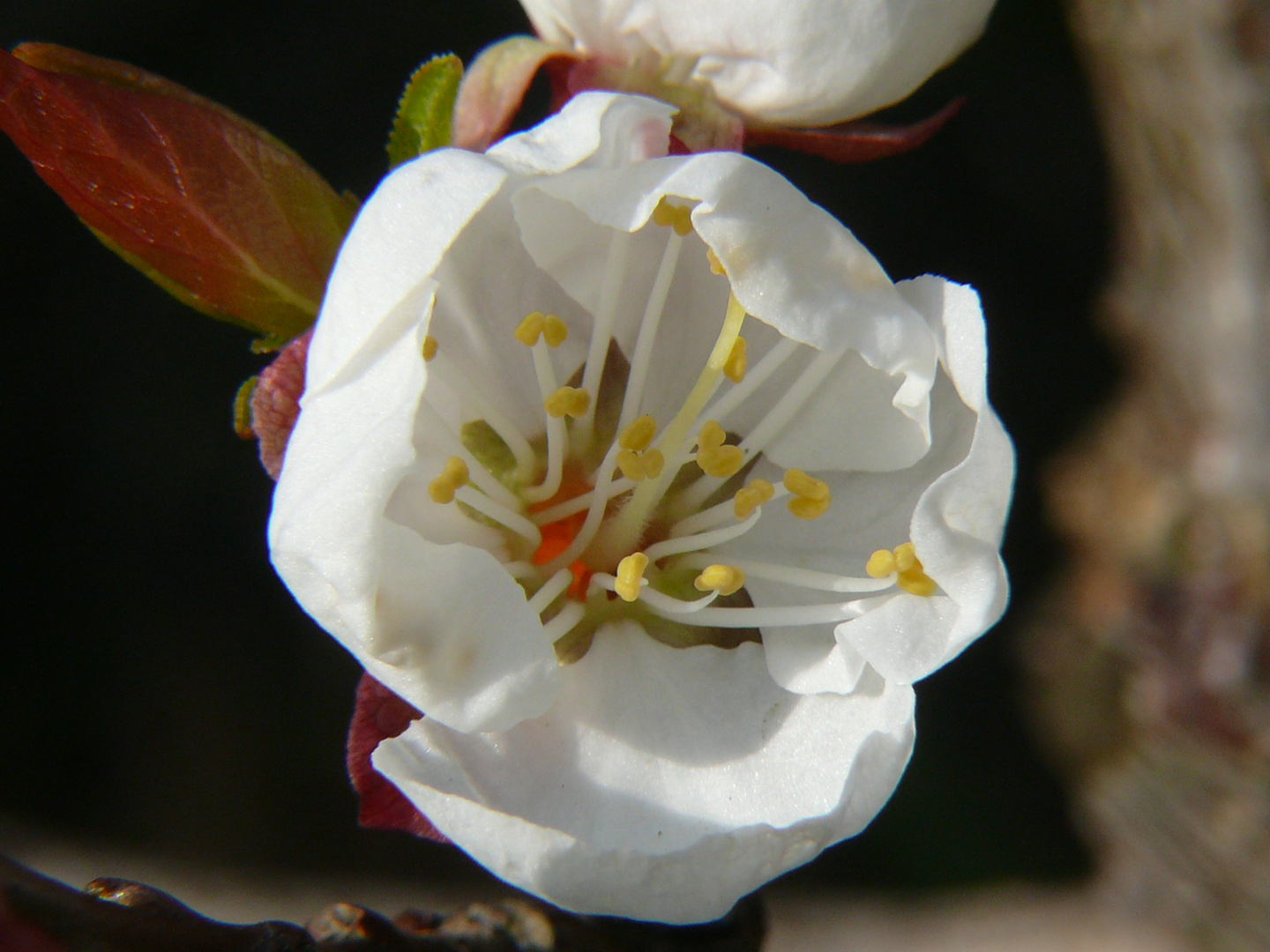 Diese Aprikosenblüte