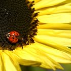 Diese Art Marienkäfer habe ich jetzt auch in meinem Garten entdeckt.