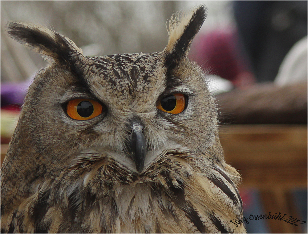 diese Augen....