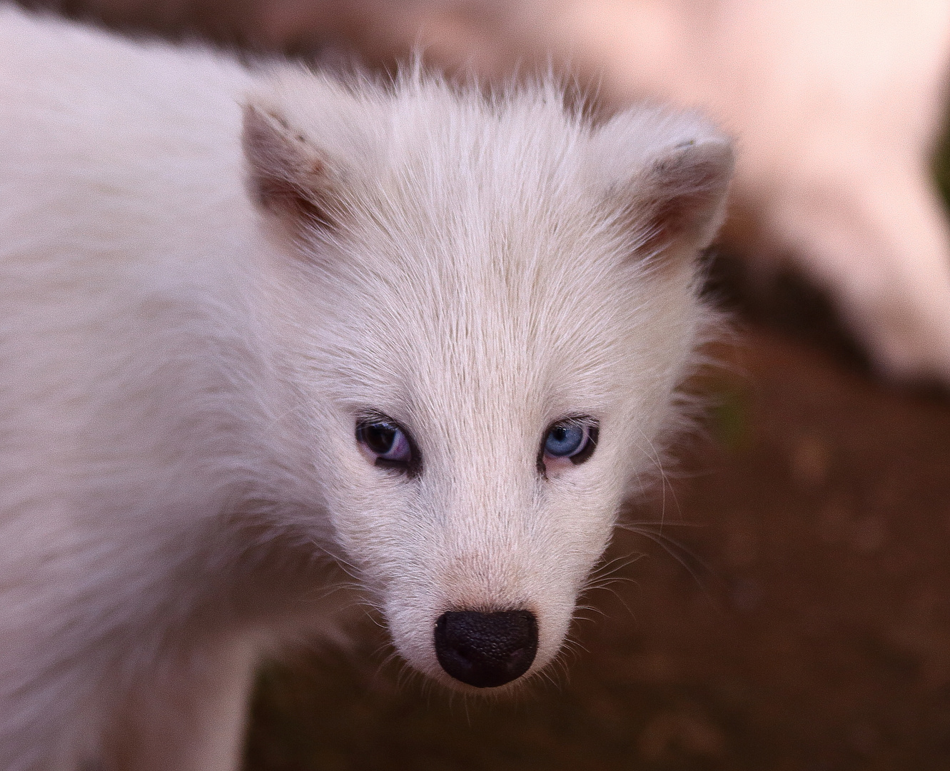 Diese Augen