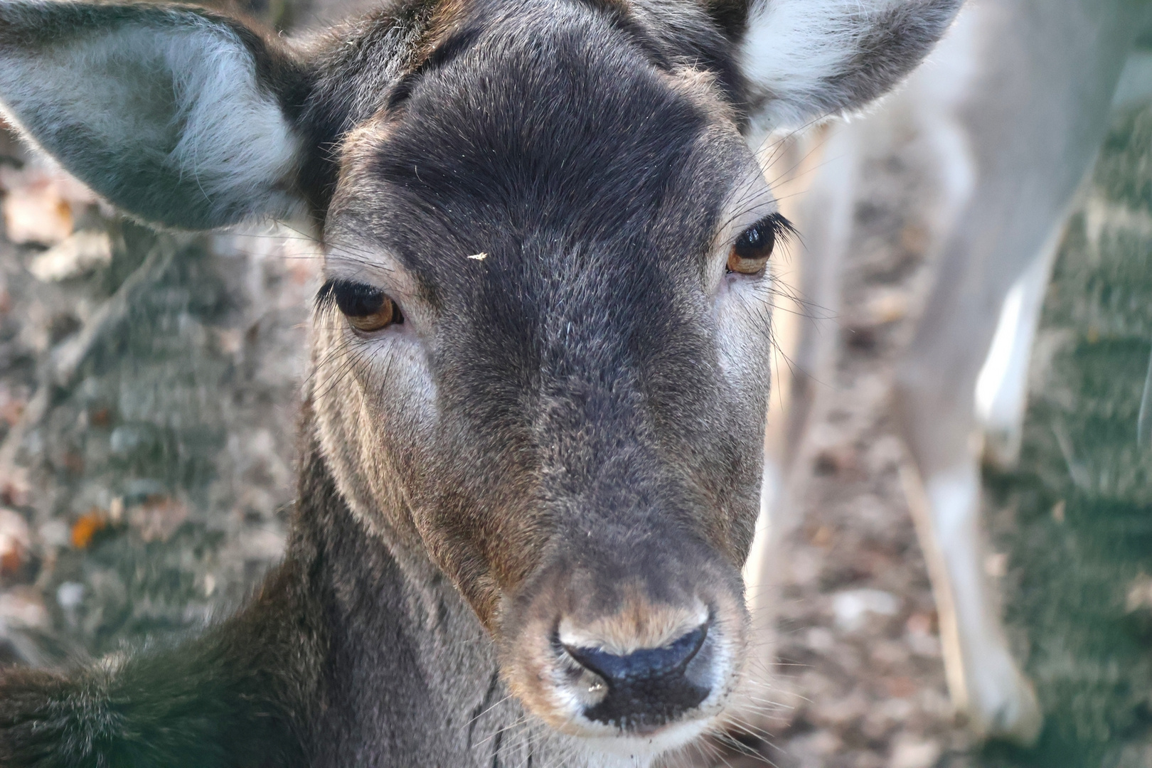 Diese Augen...