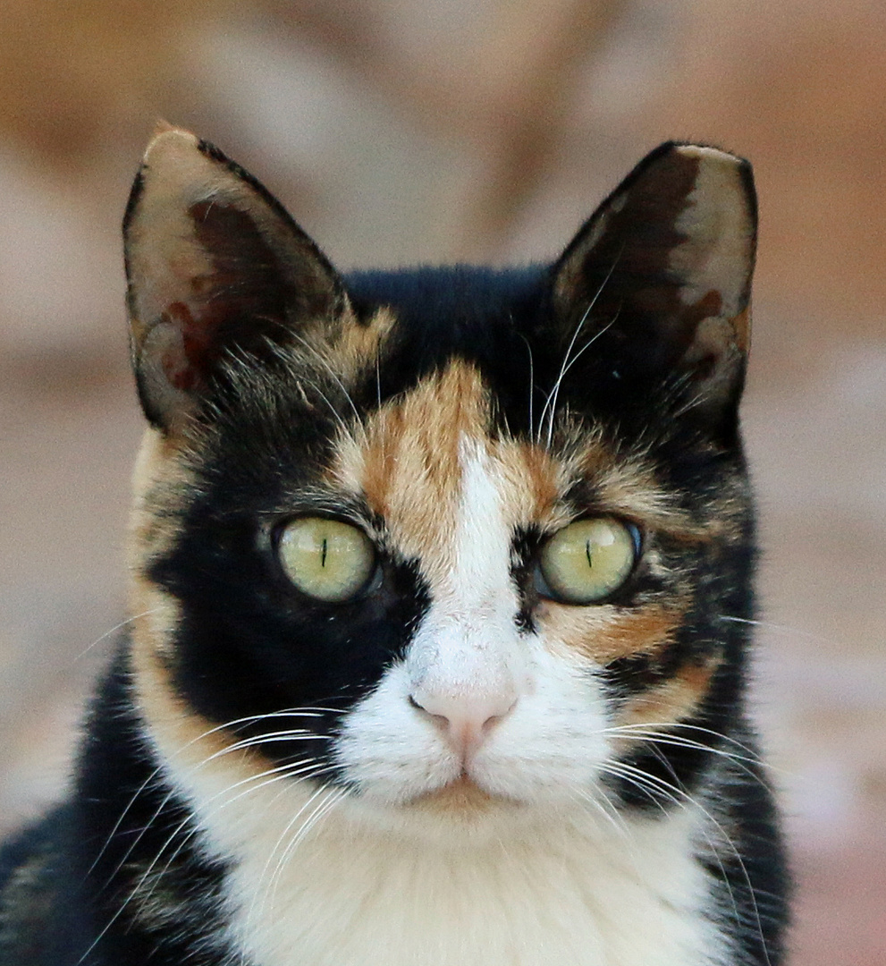 Diese Augen - Ägyptische Glückskatze