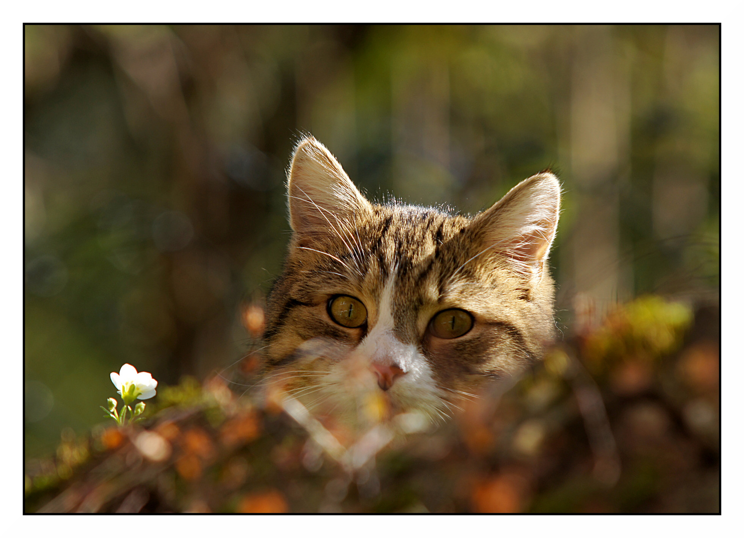 Diese Augen