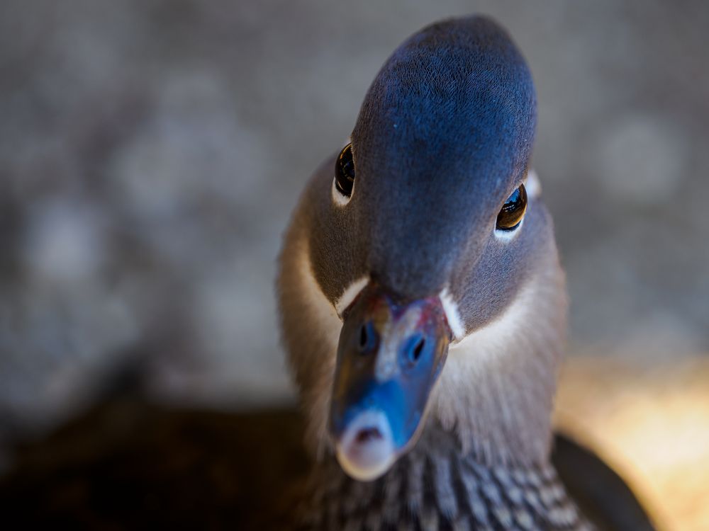 diese Augen können nicht lügen