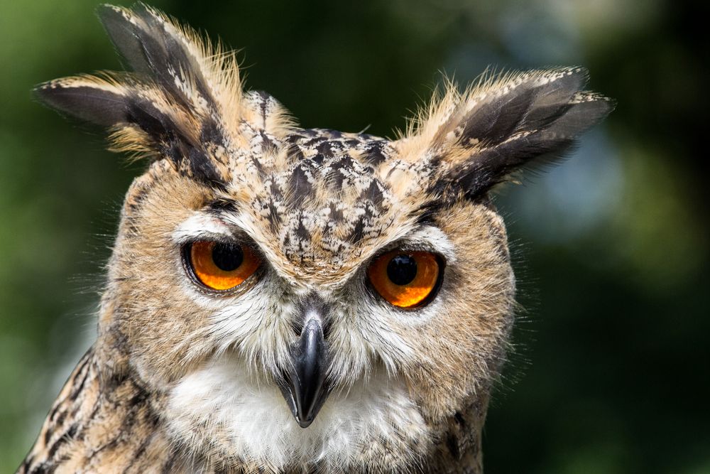 Diese Augen...Uhu (Familie der Eulen)