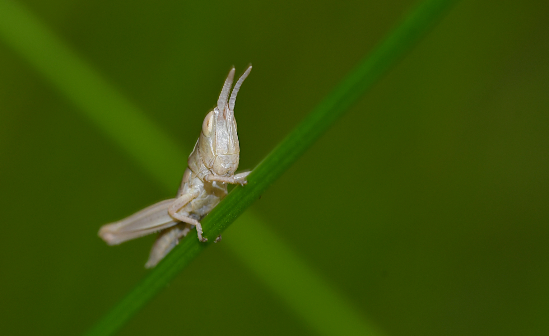 Diese "Baby-Heuschrecke" (ca. 5 mm) ist zwar kein Wetterfrosch, aber sie klettert gerne nach oben...