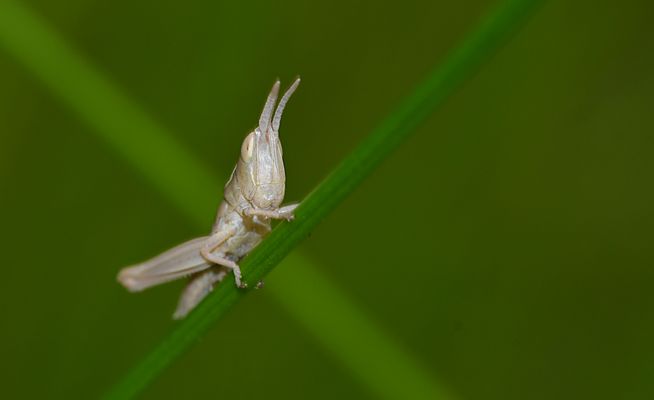 Diese "Baby-Heuschrecke" (ca. 5 mm) ist zwar kein Wetterfrosch, aber sie klettert gerne nach oben...