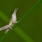 Diese "Baby-Heuschrecke" (ca. 5 mm) ist zwar kein Wetterfrosch, aber sie klettert gerne nach oben...