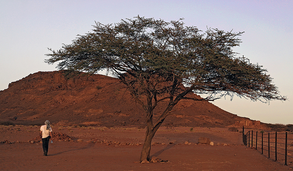 Diese Bäume sieht man sehr oft im nördlichen Sudan...