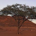 Diese Bäume sieht man sehr oft im nördlichen Sudan...