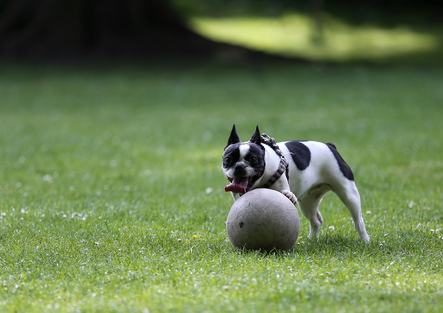 Diese Ballbehandlung ... zum Zunge schnalzen!