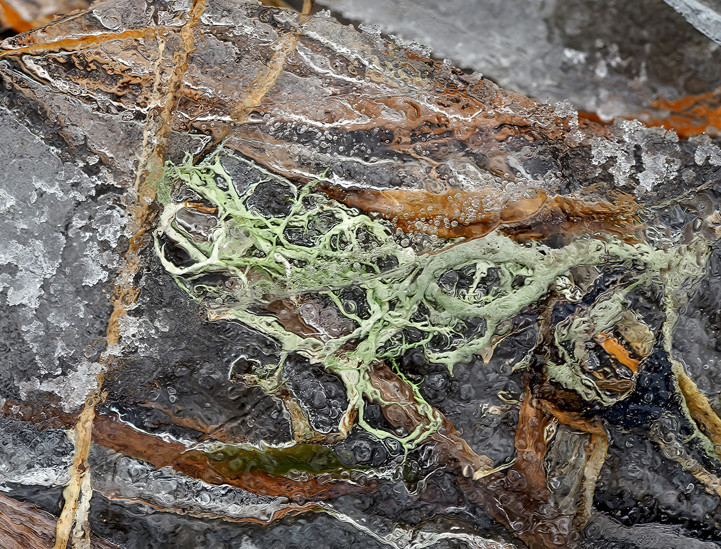 Diese Bartflechte wartet im Eis auf den Frühling! - Ce lichen attend le printemps pour être délivré!