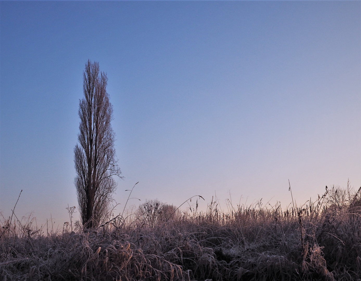 Diese Baum