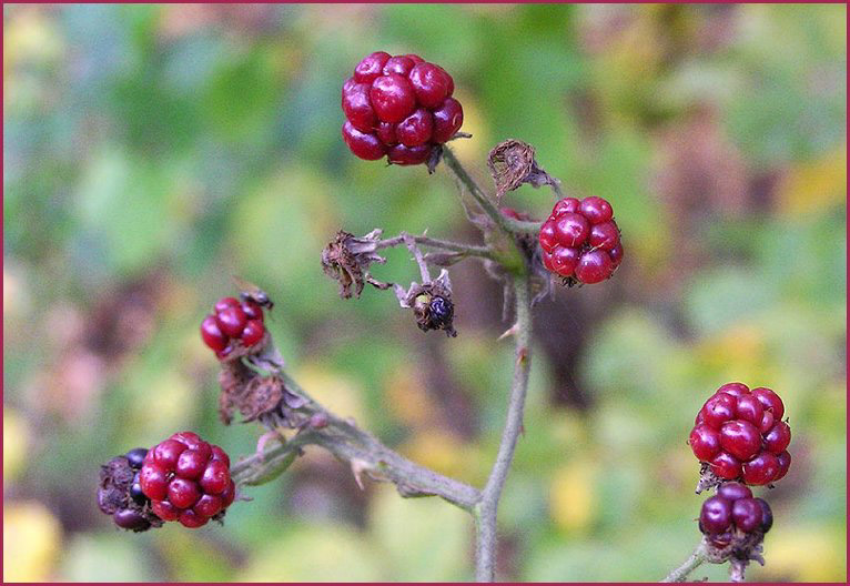 Diese Beeren...