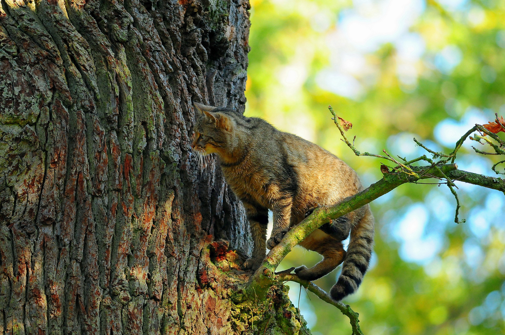 Diese Begegnung war eher zufällig - eine Wildkatze