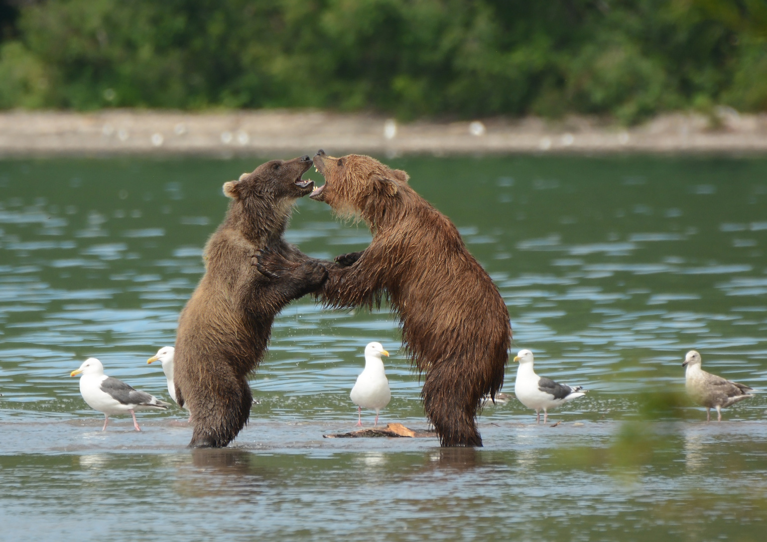 Diese beiden Bären ...