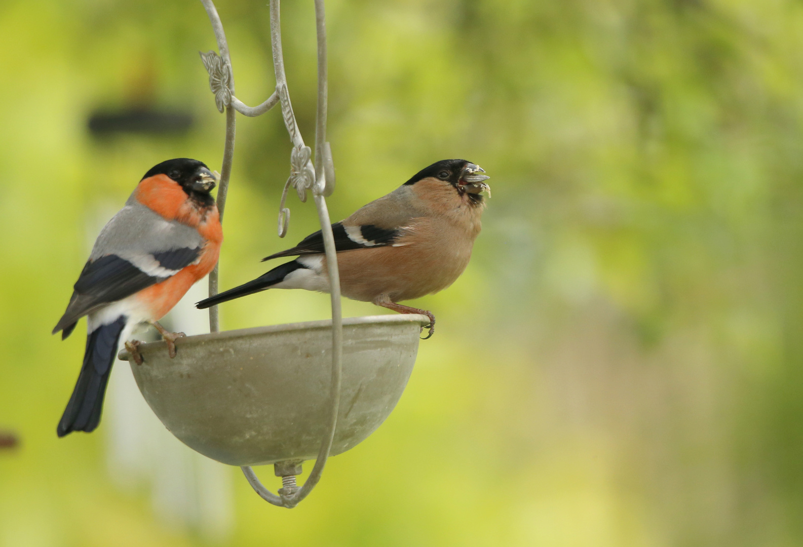 diese beiden -fressbacken-