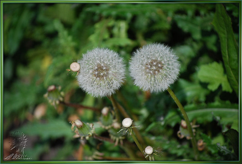 Diese beiden "Pusteblumen"...............