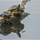 Diese beiden Schildkröten ...