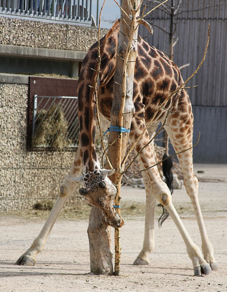 diese Beine sind einfach zu lang Foto & Bild tiere, zoo, wildpark & falknerei, natur Bilder