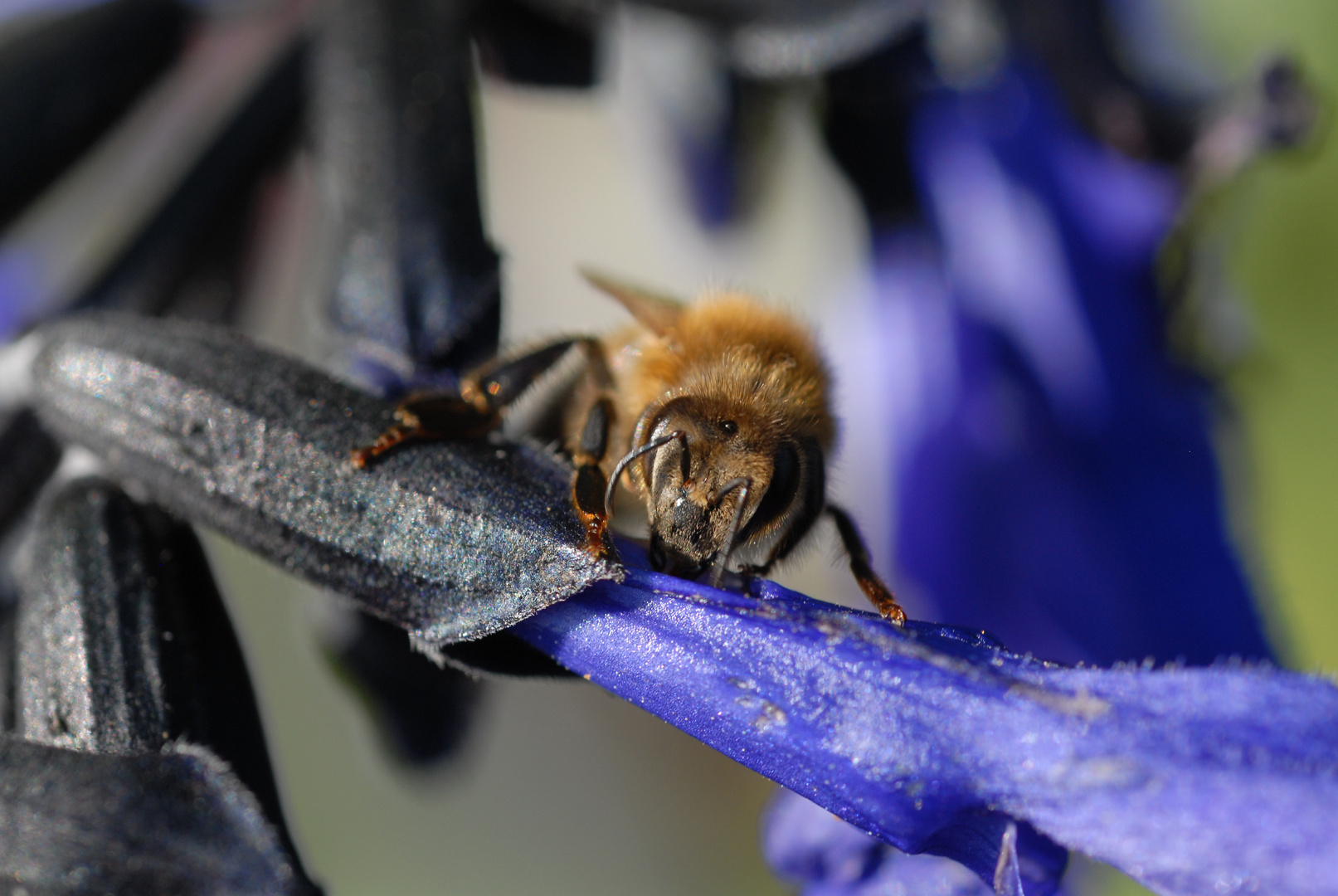 Diese Biene holt sich den Nektar ohne die Blüte zu bestäuben.