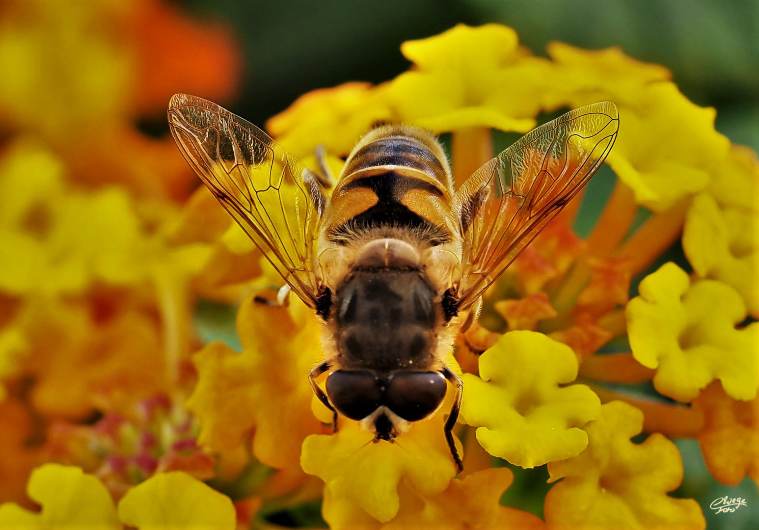 Diese "Biene" ist eine Schwebfliege.