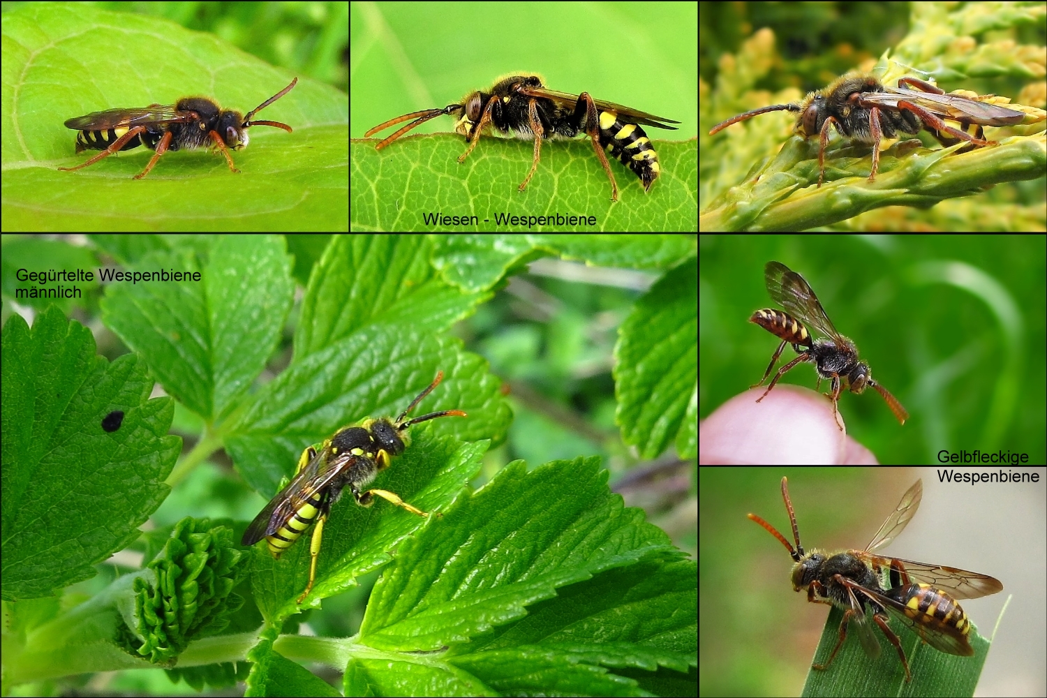 Diese Bienen die wie Wespen aussehen