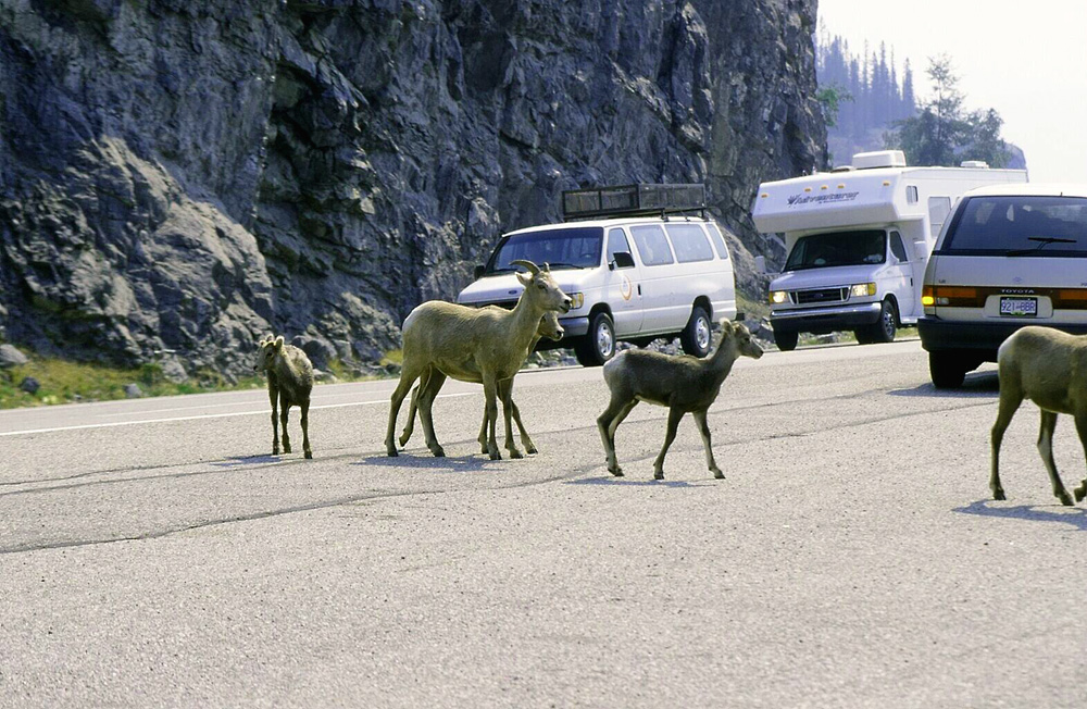 Diese Bighorns werden mir nicht vors Wohnmobil laufen