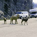 Diese Bighorns werden mir nicht vors Wohnmobil laufen