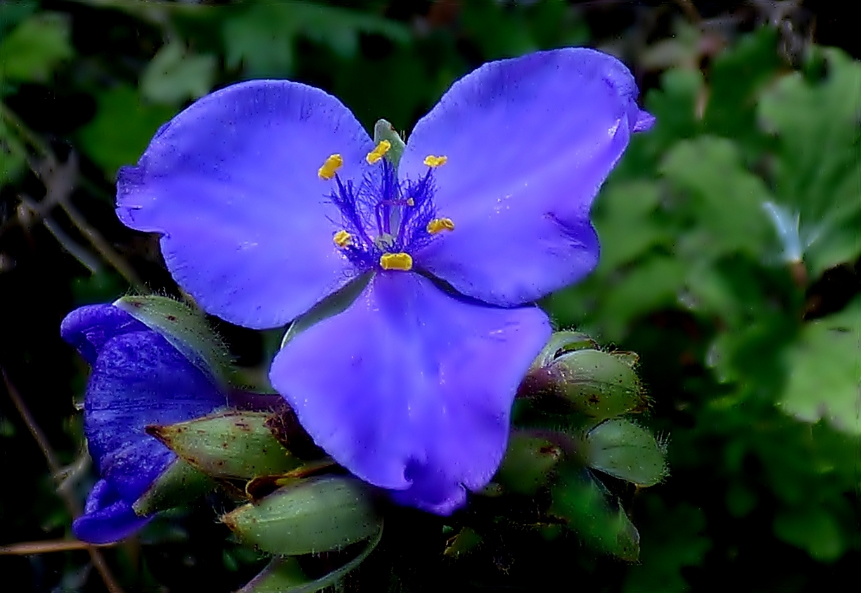 Diese blaue Dreimaster-Blume . . .