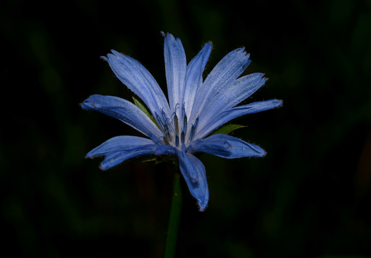 Diese blaue Gemeine Wegwarte (Cichorium intybus),