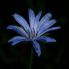 Diese blaue Gemeine Wegwarte (Cichorium intybus),