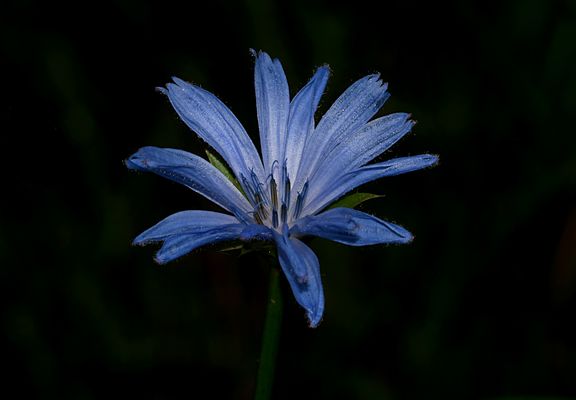 Diese blaue Gemeine Wegwarte (Cichorium intybus),