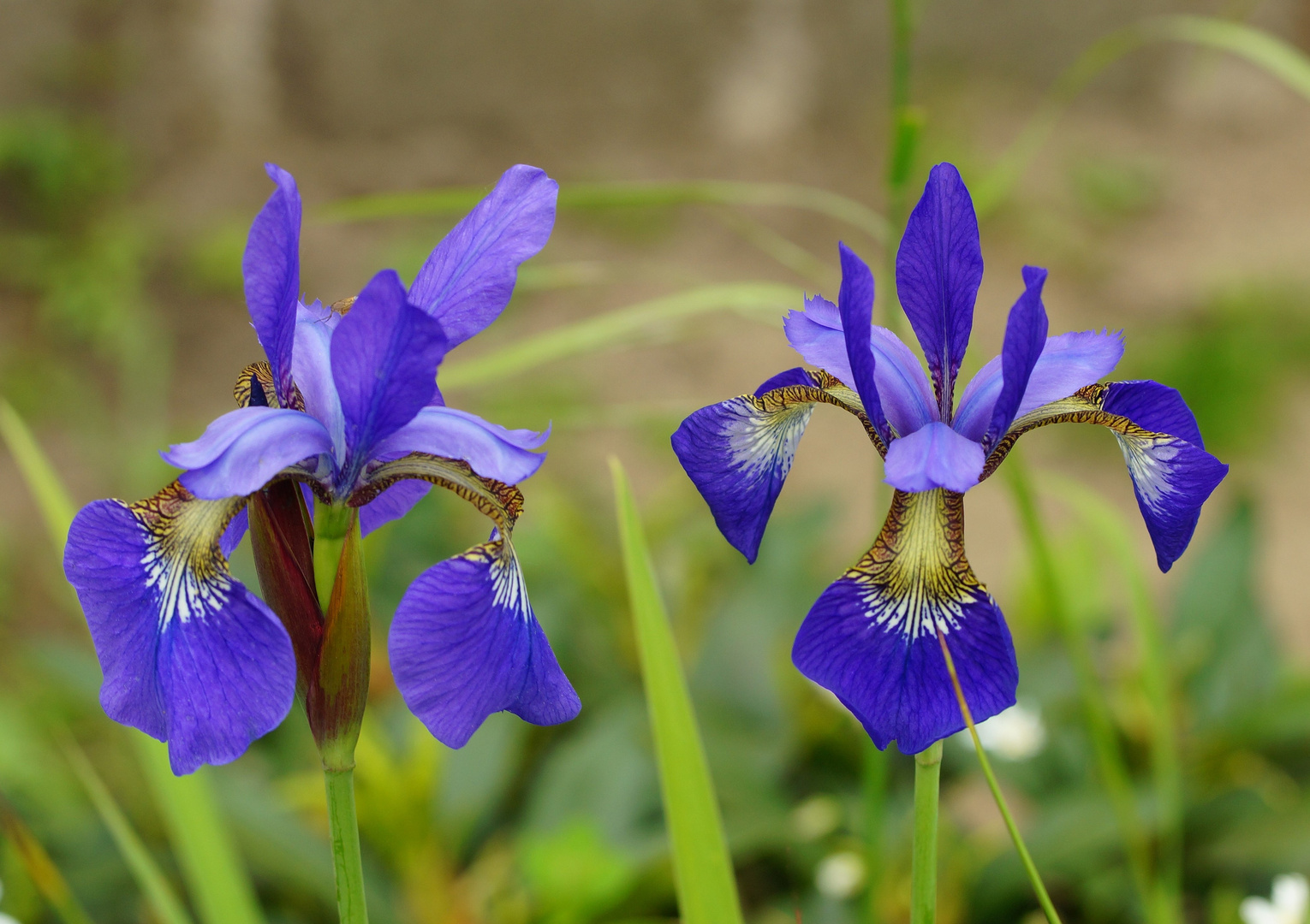 Diese blaue Iris...