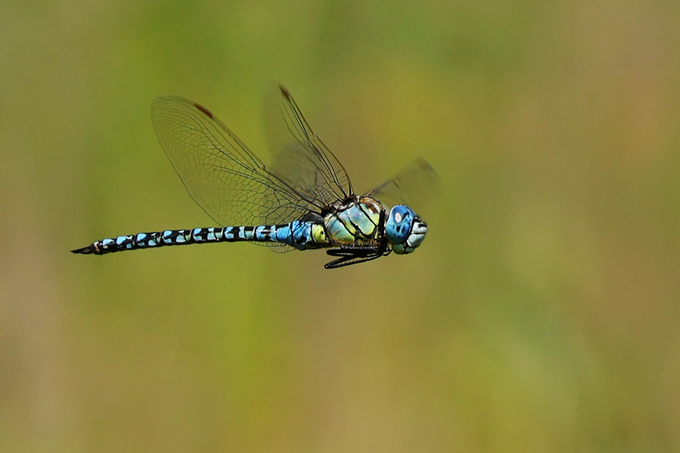 Diese blauen Augen....