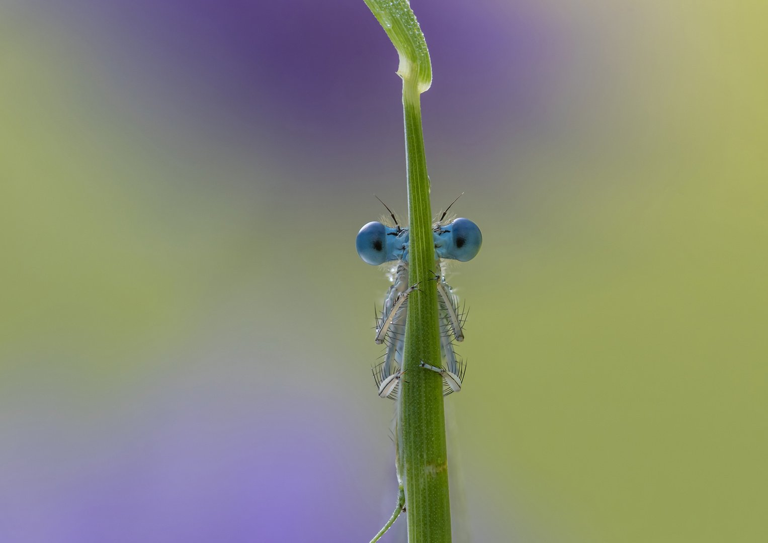 Diese blauen Augen