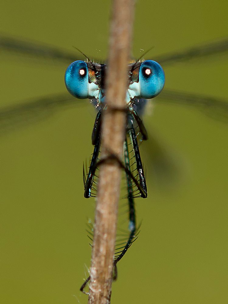 Diese blauen Augen...