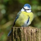 Diese Blaumeise zeigte sich als Model sehr geübt!