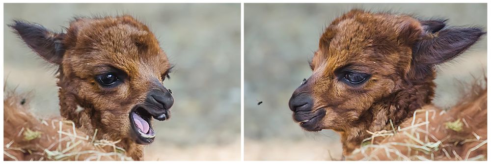 Diese blöden Fliegen .....