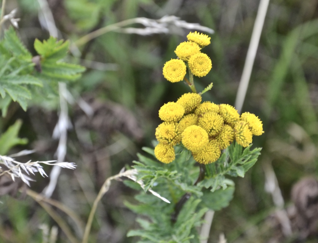 Diese Blümchen…