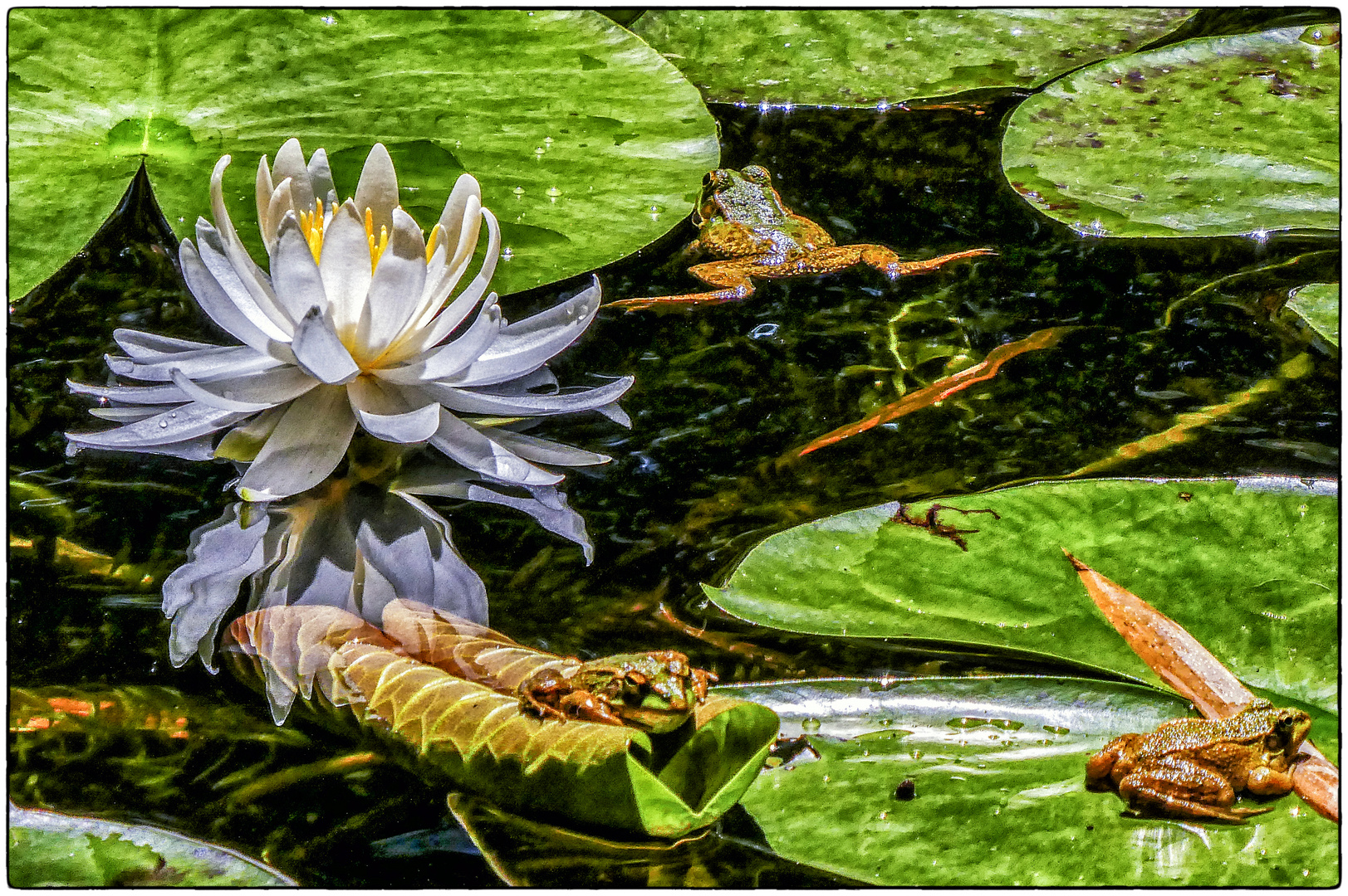 DIESE BLÜTE......