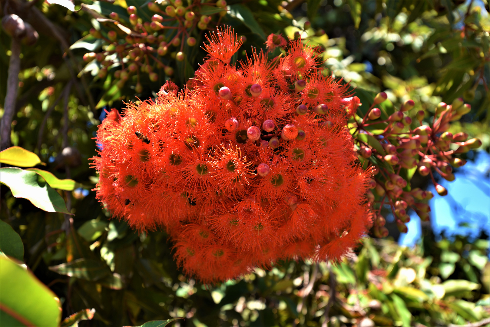 Diese Blüte