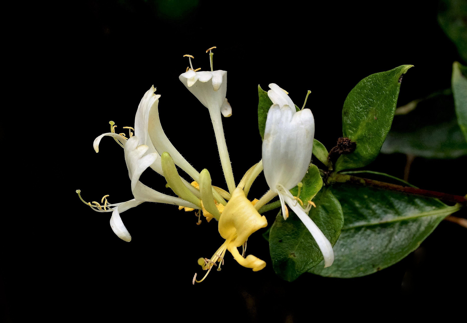 Diese Blüte des Wald-Geißblatts...